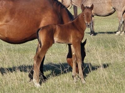 Bluestem Bon Jovi JW<BR>AQHA PENDING